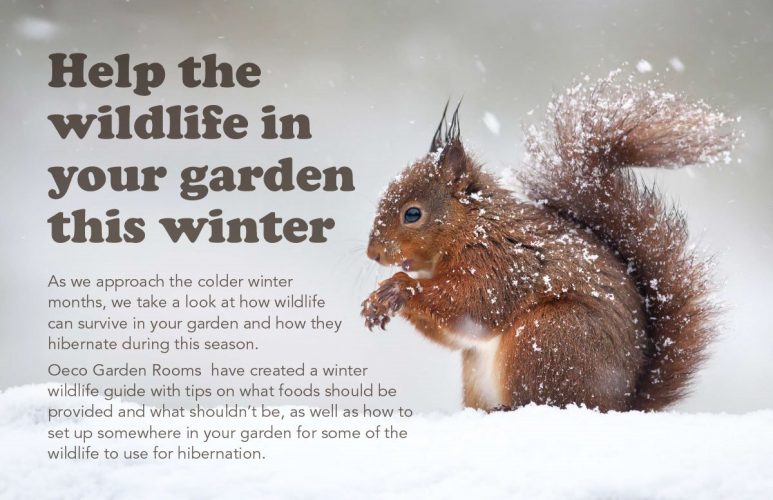 Help the Wildlife in Your Garden This Winter - From Evija with Love